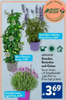 Aldi Süd GARDENLINE Stauden, Sträucher und Gräser Angebot
