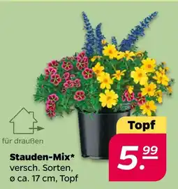 NETTO Stauden-mix Angebot
