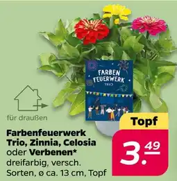 NETTO Farbenfeuerwerk trio, zinnia, celosia oder verbenen Angebot