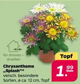 NETTO Chrysantheme 'splash' Angebot