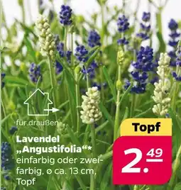 NETTO Lavendel angustifolia Angebot