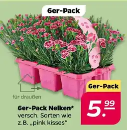 NETTO 6er-pack nelken Angebot
