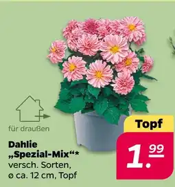 NETTO Dahlie spezial-mix Angebot