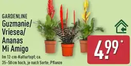 Aldi Nord GARDENLINE Guzmanie/ Vriesea/ Ananas Mi Amigo Angebot