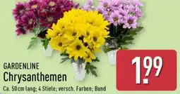 Aldi Nord GARDENLINE Chrysanthemen Angebot