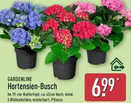 Aldi Nord GARDENLINE Hortensien-Busch Angebot