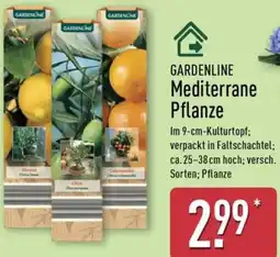 Aldi Nord GARDENLINE Mediterrane Pflanze Angebot