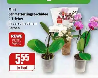 REWE Kaufpark Mini Schmetterlingsorchidee Angebot