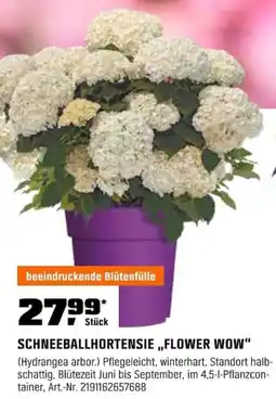 OBI SCHNEEBALLHORTENSIE,,FLOWER WOW" (Hydrangea arbor.) Angebot
