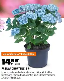 OBI FREILANDHORTENSIE 7+ Angebot