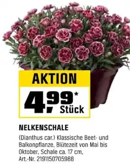 OBI NELKENSCHALE (Dianthus car.) Angebot