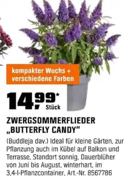 OBI ZWERGSOMMERFLIEDER ,,BUTTERFLY CANDY" Angebot