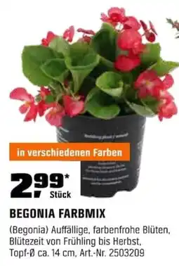 OBI BEGONIA FARBMIX (Begonia) Angebot