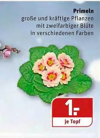 REWE Kaufpark Primeln Angebot