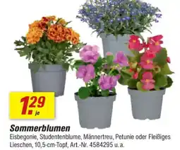 toom Baumarkt Sommerblumen Angebot