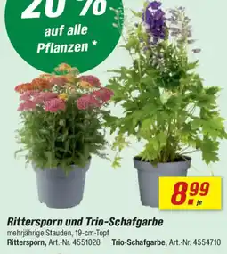 toom Baumarkt Rittersporn und Trio-Schafgarbe Angebot