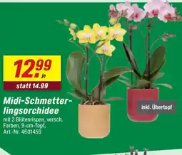 toom Baumarkt Midi-Schmetter- lingsorchidee Angebot