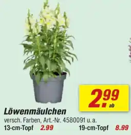 toom Baumarkt Löwenmäulchen Angebot