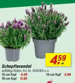 toom Baumarkt Schopflavendel Angebot