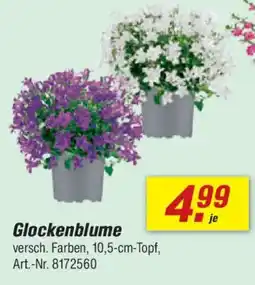 toom Baumarkt Glockenblume Angebot