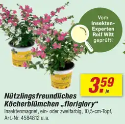 toom Baumarkt Nützlings freundliches Köcherblümchen,,floriglory" Angebot