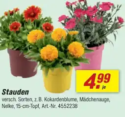 toom Baumarkt Stauden Angebot