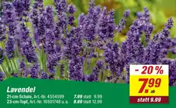 toom Baumarkt Lavendel Angebot
