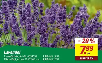 Lavendel