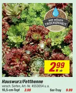 toom Baumarkt Hauswurz/Fetthenne Angebot