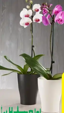 Hagebau Schmetterlingsorchidee Phalaenopsis Angebot