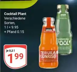 Globus Cocktail Plant Angebot
