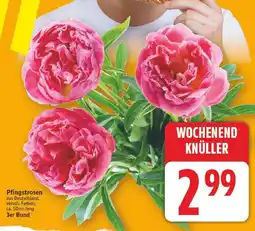 E-Center Pfingstrosen Angebot