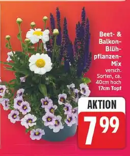 E-Center Beet- & balkon-blühpflanzen-mix Angebot