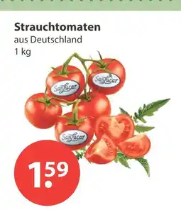 V Markt Sanlucar strauchtomaten Angebot