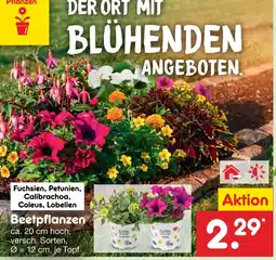 Netto Marken-Discount Beetpflanzen Angebot
