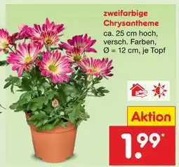 Netto Marken-Discount Zweifarbige chrysantheme Angebot