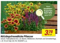 toom Baumarkt Nützlingsfreundliche Pflanzen Angebot