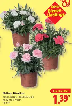 Lidl Nelken, Dianthus Angebot