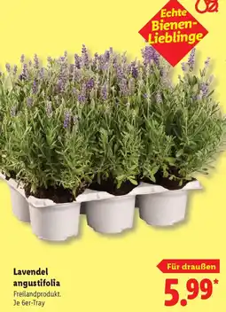 Lidl Lavendel angustifolia Angebot