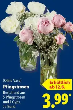 Lidl Pfingstrosen Angebot