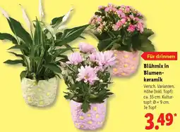 Lidl Blühmix in Blumenkeramik Angebot