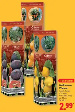 Lidl Mediterrane Pflanzen Angebot