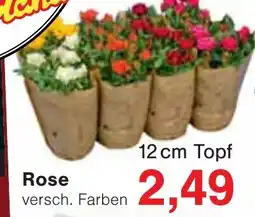 Wiglo Wunderland Rose Angebot