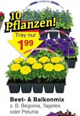 Wiglo Wunderland Beet- & Balkonmix Angebot