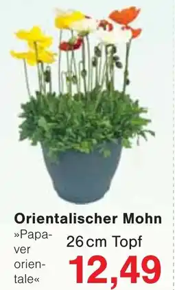 Wiglo Wunderland Orientalischer Mohn Angebot