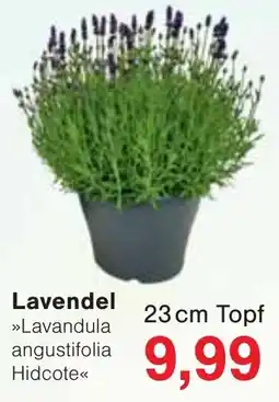 Wiglo Wunderland Lavendel Angebot
