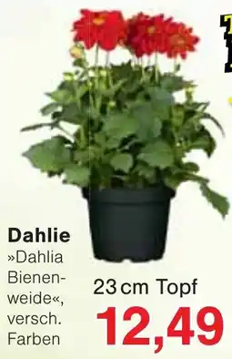 Wiglo Wunderland Dahlie Angebot