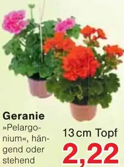 Wiglo Wunderland Geranie Angebot