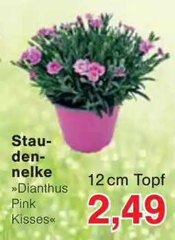 Wiglo Wunderland Staudennelke Angebot