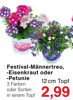 Wiglo Wunderland Festival-Männertreu, Eisenkraut oder Petunie Angebot